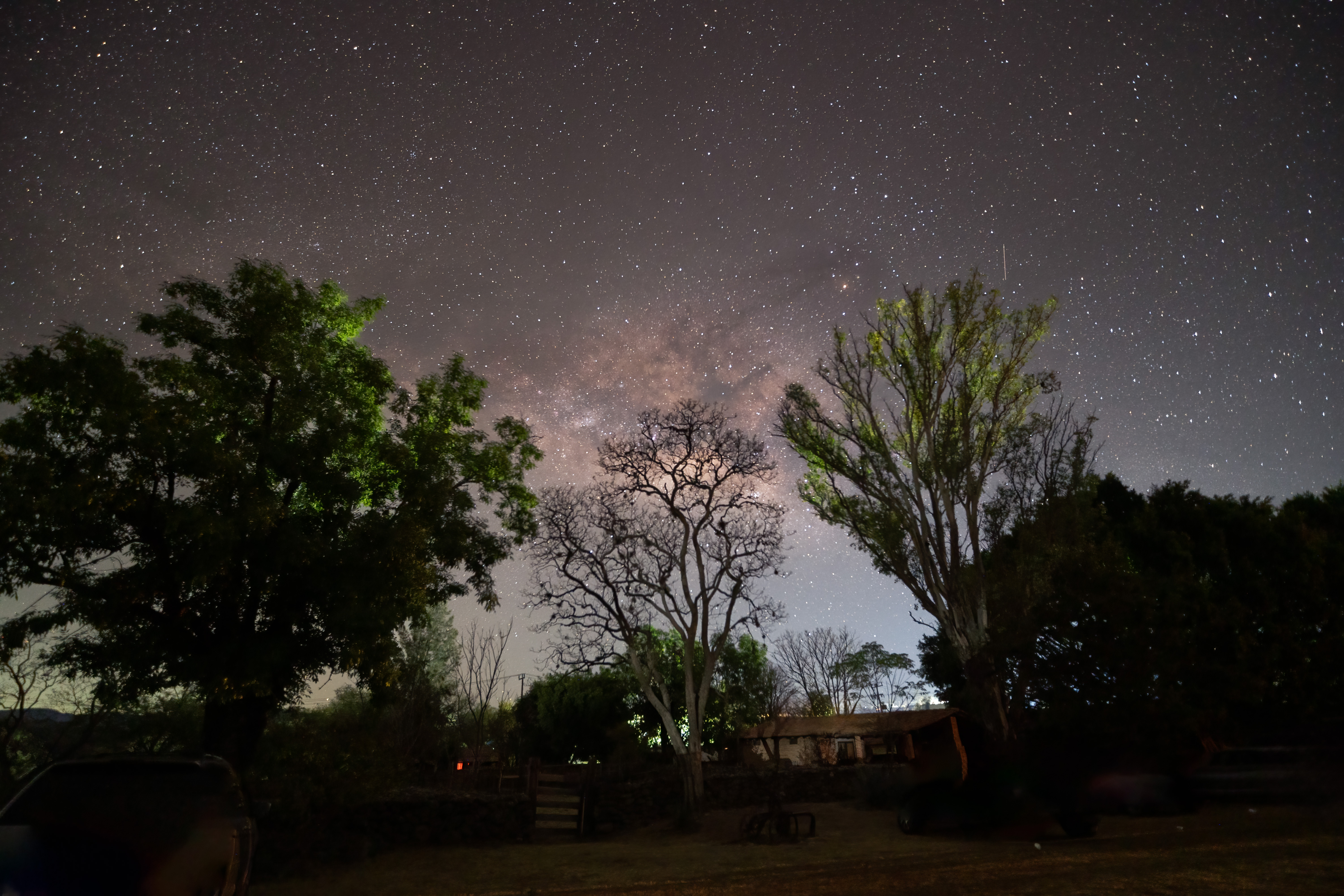 Vía Láctea y Árboles